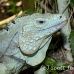 iguana_blue_qebp_gc_h_0165_cay0633.jpg